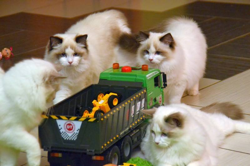 /images/Galeria/Cicák-gyerekek (Cats&Chirldren)/13895578_285122078522160_3864638073198133109_n.jpg